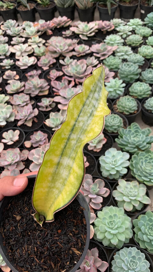 Sansevieria Kirkii Coral Blue Variegated, real gallery image #2 plants. Picture taken directly from kaktus.id community Sansevieria farmer green houses.