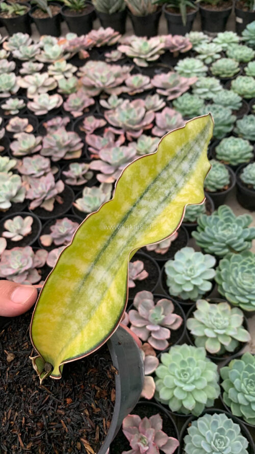 Sansevieria Kirkii Coral Blue Variegated, real gallery image #3 plants. Picture taken directly from kaktus.id community Sansevieria farmer green houses.