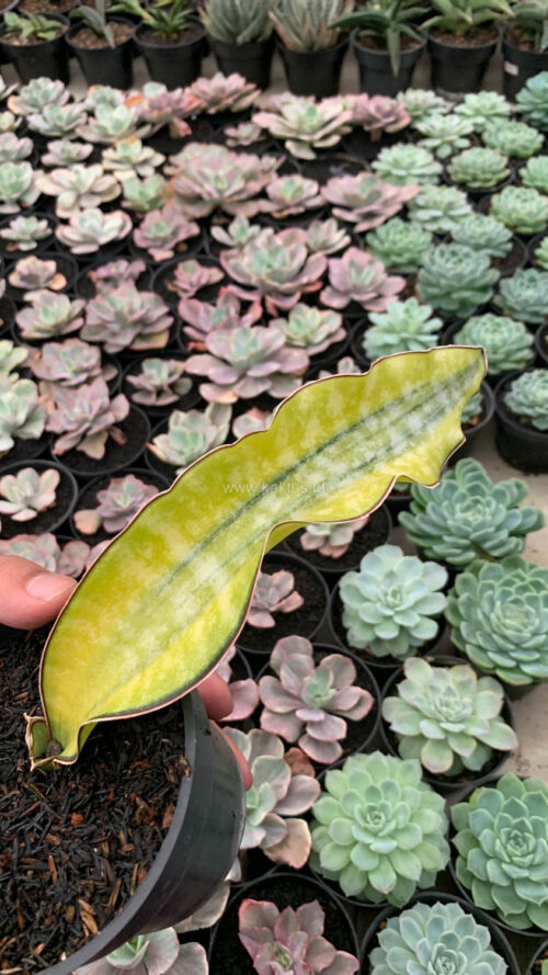 Sansevieria Kirkii Coral Blue Variegated, real gallery image #4 plants. Picture taken directly from kaktus.id community Sansevieria farmer green houses.