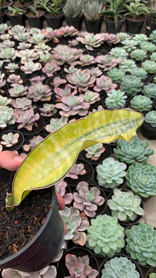 Sansevieria Kirkii Coral Blue Variegated, real gallery image #5 plants. Picture taken directly from kaktus.id community Sansevieria farmer green houses.