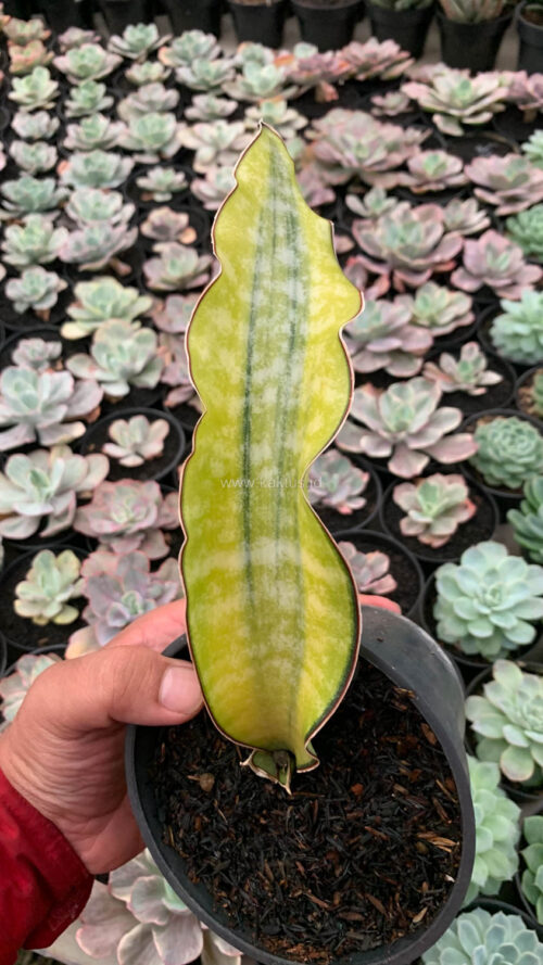 Sansevieria Kirkii Coral Blue Variegated, real gallery image #6 plants. Picture taken directly from kaktus.id community Sansevieria farmer green houses.