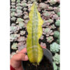 Sansevieria Kirkii Coral Blue Variegated, real feature image plant. Picture taken directly from kaktus.id community Sansevieria farmer green houses.
