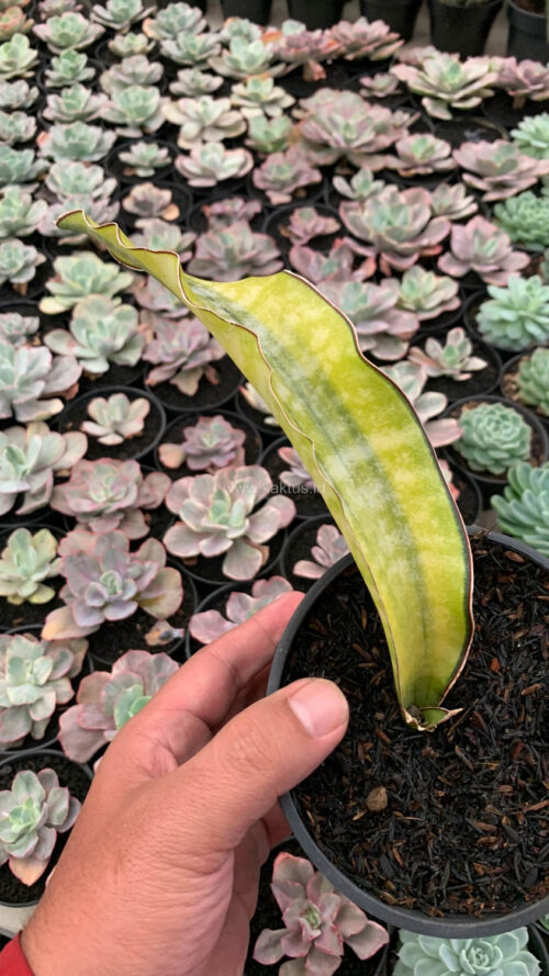 Sansevieria Kirkii Coral Blue Variegated, real gallery image #8 plants. Picture taken directly from kaktus.id community Sansevieria farmer green houses.