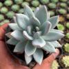 Pachyveria Symonoasa, real feature image plant. Picture taken directly from kaktus.id community Pachyveria farmer green houses.