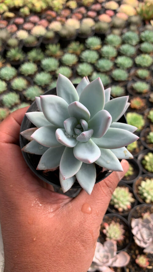 Pachyveria Symonoasa, real gallery image #1 plants. Picture taken directly from kaktus.id community Pachyveria farmer green houses.