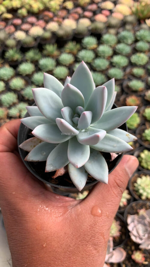 Pachyveria Symonoasa, real gallery image #2 plants. Picture taken directly from kaktus.id community Pachyveria farmer green houses.