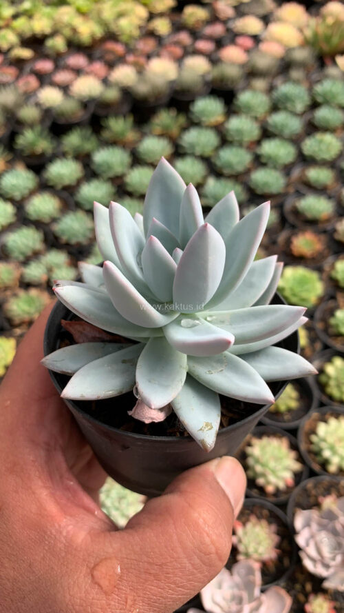 Pachyveria Symonoasa, real gallery image #3 plants. Picture taken directly from kaktus.id community Pachyveria farmer green houses.