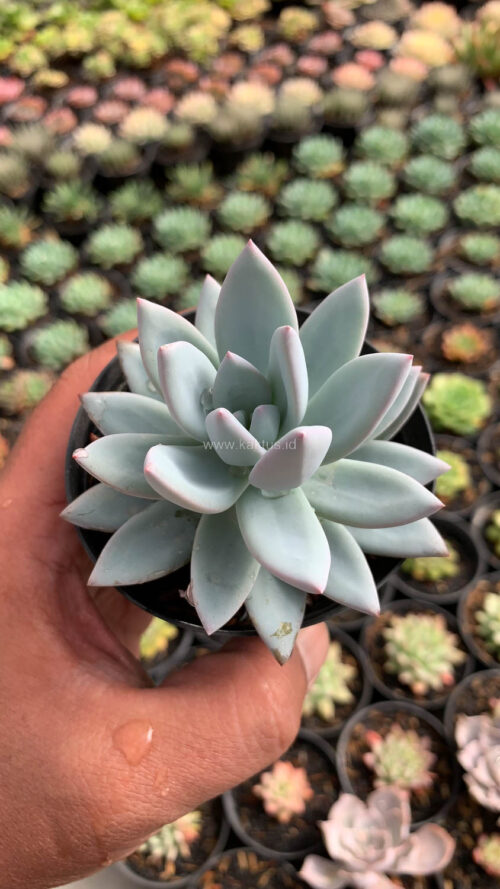 Pachyveria Symonoasa, real gallery image #4 plants. Picture taken directly from kaktus.id community Pachyveria farmer green houses.