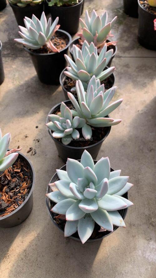 Pachyveria Symonoasa, real gallery image #5 plants. Picture taken directly from kaktus.id community Pachyveria farmer green houses.