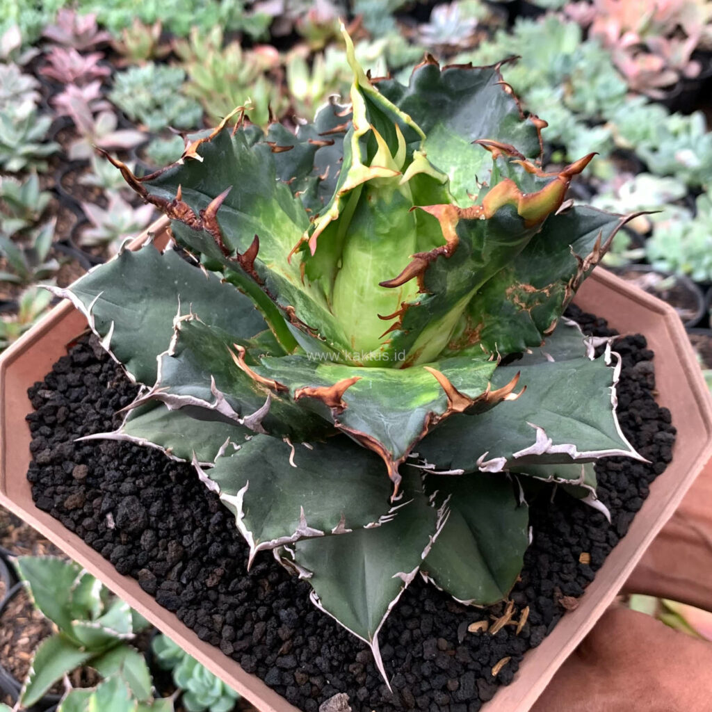 kaktus.id