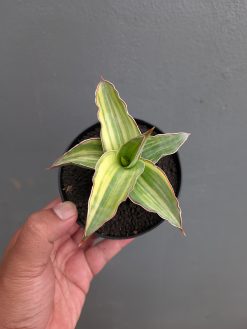 Sansevieria Kimayo Variegated, real gallery image #2 plants. Picture taken directly from kaktus.id community Sansevieria farmer green houses.
