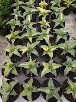 Sansevieria Kimayo Variegated, real gallery image #1 plants. Picture taken directly from kaktus.id community Sansevieria farmer green houses.