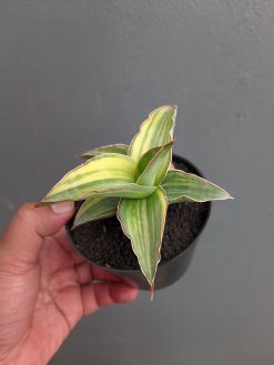 Sansevieria Kimayo Variegated, real gallery image #3 plants. Picture taken directly from kaktus.id community Sansevieria farmer green houses.