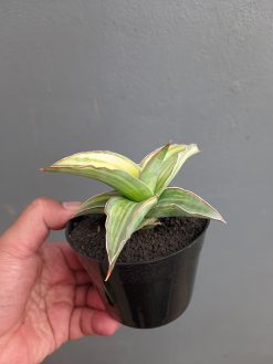Sansevieria Kimayo Variegated, real gallery image #4 plants. Picture taken directly from kaktus.id community Sansevieria farmer green houses.