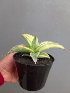 Sansevieria Kimayo Variegated, real gallery image #5 plants. Picture taken directly from kaktus.id community Sansevieria farmer green houses.