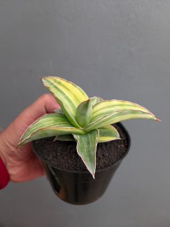 Sansevieria Kimayo Variegated, real gallery image #6 plants. Picture taken directly from kaktus.id community Sansevieria farmer green houses.