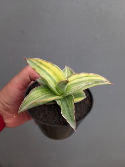 Sansevieria Kimayo Variegated, real gallery image #7 plants. Picture taken directly from kaktus.id community Sansevieria farmer green houses.