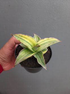 Sansevieria Kimayo Variegated, real gallery image #8 plants. Picture taken directly from kaktus.id community Sansevieria farmer green houses.