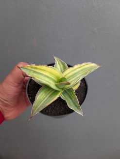 Sansevieria Kimayo Variegated, real gallery image #9 plants. Picture taken directly from kaktus.id community Sansevieria farmer green houses.