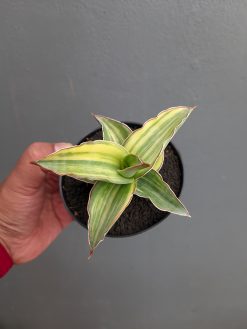 Sansevieria Kimayo Variegated, real gallery image #10 plants. Picture taken directly from kaktus.id community Sansevieria farmer green houses.