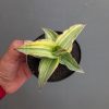 Sansevieria Kimayo Variegated, real feature image plant. Picture taken directly from kaktus.id community Sansevieria farmer green houses.
