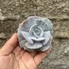 Echeveria Lilacina Giant Hybrid, real feature image plant. Picture taken directly from kaktus.id community Echeveria farmer green houses.