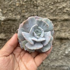 Echeveria Lilacina Giant Hybrid, real feature image plant. Picture taken directly from kaktus.id community Echeveria farmer green houses.