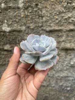 Echeveria Lilacina Giant Hybrid, real gallery image #3 plants. Picture taken directly from kaktus.id community Echeveria farmer green houses.