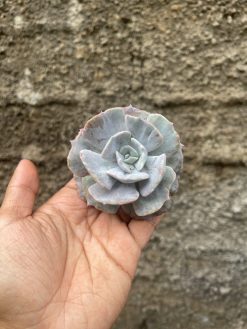 Echeveria Lilacina Giant Hybrid, real gallery image #1 plants. Picture taken directly from kaktus.id community Echeveria farmer green houses.
