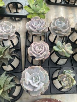 Echeveria Lilacina Giant Hybrid, real gallery image #5 plants. Picture taken directly from kaktus.id community Echeveria farmer green houses.