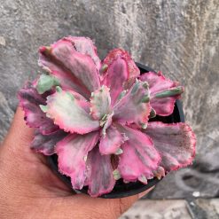 Echeveria Red Chantilly Dragon Fin, real gallery image #6 plants. Picture taken directly from kaktus.id community Echeveria farmer green houses.