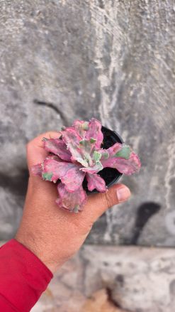Echeveria Red Chantilly Dragon Fin, real gallery image #1 plants. Picture taken directly from kaktus.id community Echeveria farmer green houses.