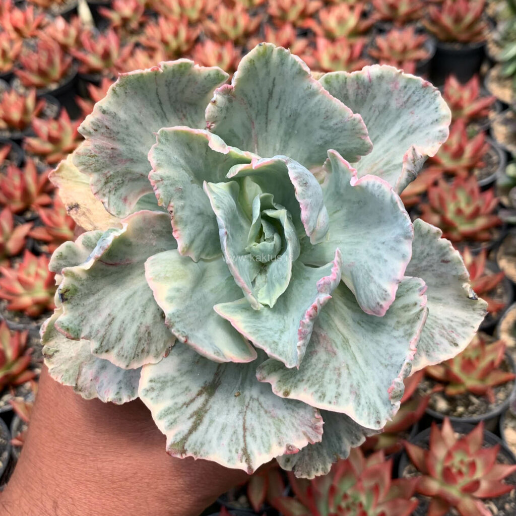 kaktus.id