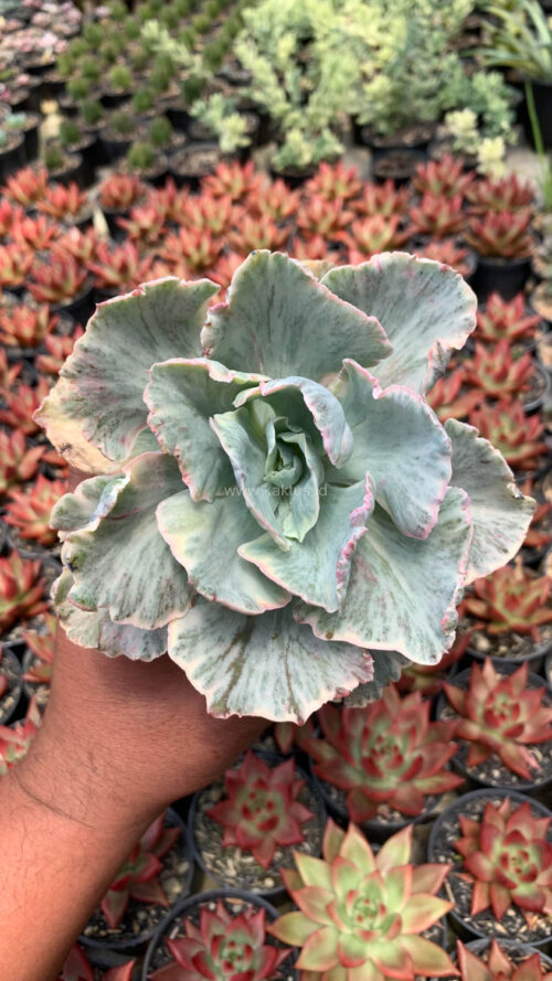Echeveria Chantilly 'Dragon Fin' Variegated, real gallery image #17 plants. Picture taken directly from kaktus.id community Echeveria farmer green houses.