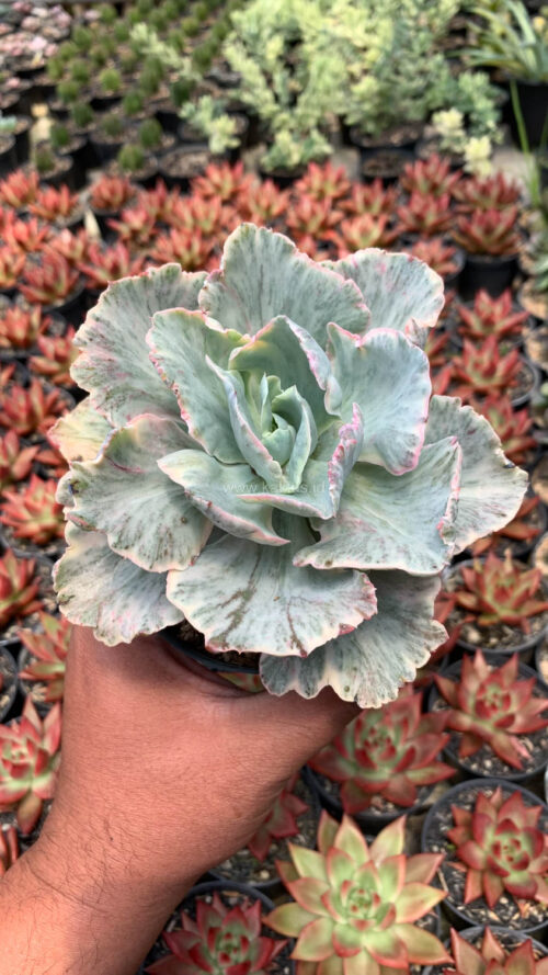 Echeveria Chantilly 'Dragon Fin' Variegated, real gallery image #16 plants. Picture taken directly from kaktus.id community Echeveria farmer green houses.