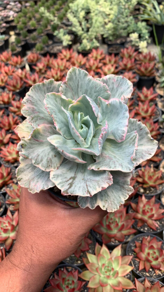 kaktus.id