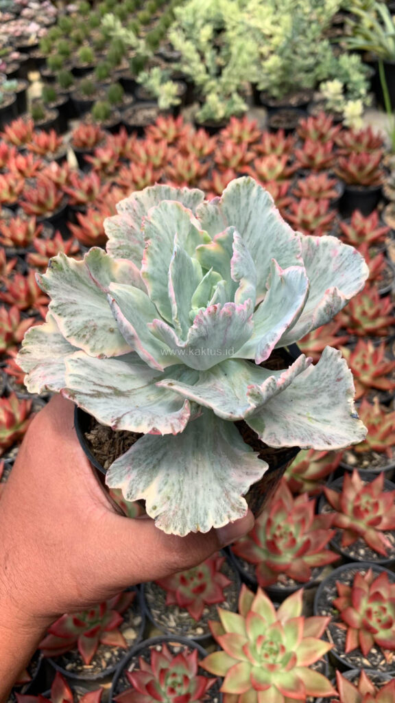 kaktus.id