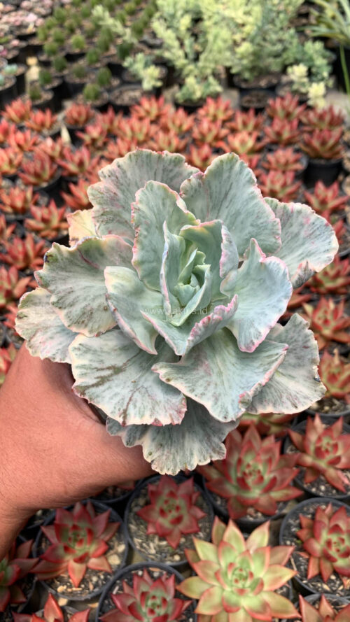 Echeveria Chantilly 'Dragon Fin' Variegated, real gallery image #4 plants. Picture taken directly from kaktus.id community Echeveria farmer green houses.