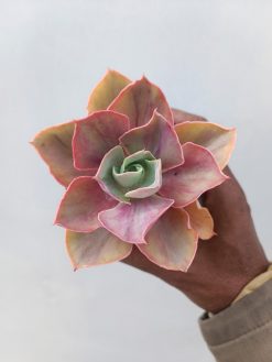 Echeveria Shaviana Rose Rainbow, real gallery image #1 plants. Picture taken directly from kaktus.id community Echeveria farmer green houses.