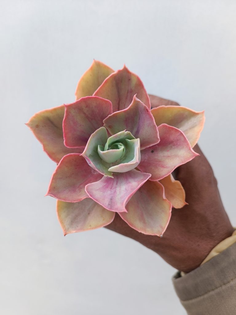 kaktus.id