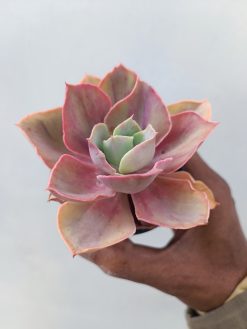 Echeveria Shaviana Rose Rainbow, real gallery image #2 plants. Picture taken directly from kaktus.id community Echeveria farmer green houses.
