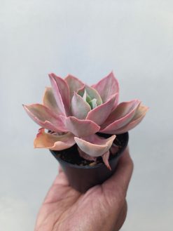 Echeveria Shaviana Rose Rainbow, real gallery image #3 plants. Picture taken directly from kaktus.id community Echeveria farmer green houses.