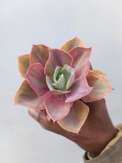 Echeveria Shaviana Rose Rainbow, real gallery image #4 plants. Picture taken directly from kaktus.id community Echeveria farmer green houses.