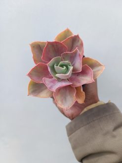 Echeveria Shaviana Rose Rainbow, real gallery image #5 plants. Picture taken directly from kaktus.id community Echeveria farmer green houses.