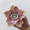 Echeveria Shaviana Rose Rainbow, real feature image plant. Picture taken directly from kaktus.id community Echeveria farmer green houses.