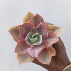 Echeveria Shaviana Rose Rainbow, real feature image plant. Picture taken directly from kaktus.id community Echeveria farmer green houses.