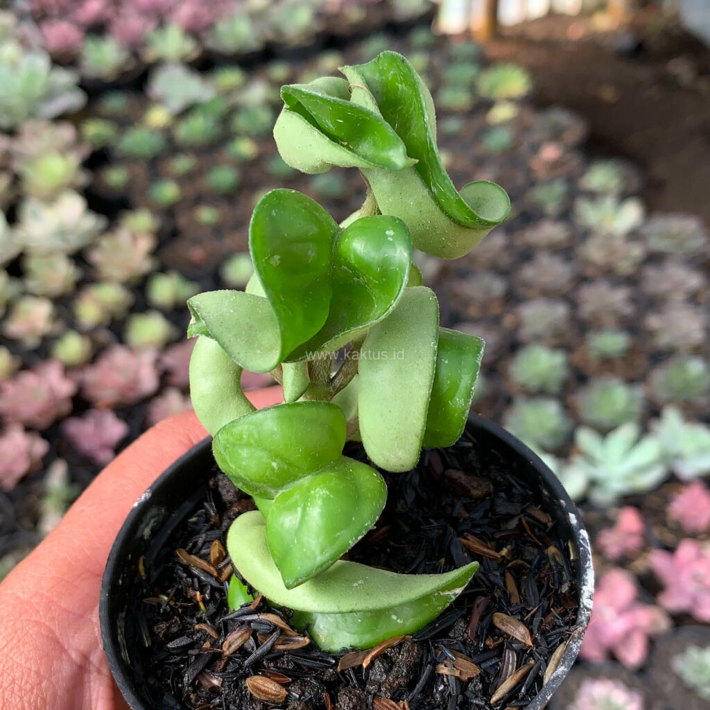 kaktus.id