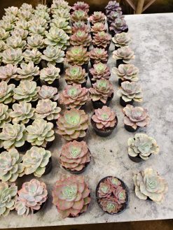 Echeveria Curly Chantilly, real gallery image #6 plants. Picture taken directly from kaktus.id community Echeveria farmer green houses.
