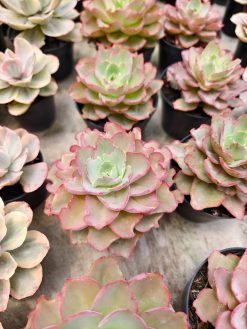 Echeveria Curly Chantilly, real gallery image #5 plants. Picture taken directly from kaktus.id community Echeveria farmer green houses.