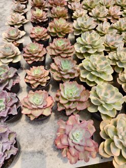 Echeveria Curly Chantilly, real gallery image #4 plants. Picture taken directly from kaktus.id community Echeveria farmer green houses.